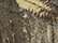 Realtree Edge/ Brown