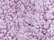 Magenta Heather