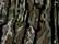 Realtree Original/ Black