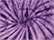Spider Purple