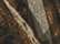 Realtree Max 5