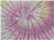 Desert Rose
