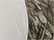Bottomland