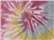 Desert Rose