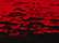 Black/ True Red