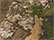 Realtree Apx